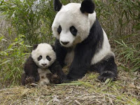 panda images adopter wwf un action protection menacés extinction disparation spécimens nombre écologie biodiversité dons isf environnement