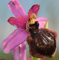 orchidee grand image disparition france nagoya accords plan 2010 biodiversité uicn wf protrection de environnement grenelle politique ecologie espèces voie de flore