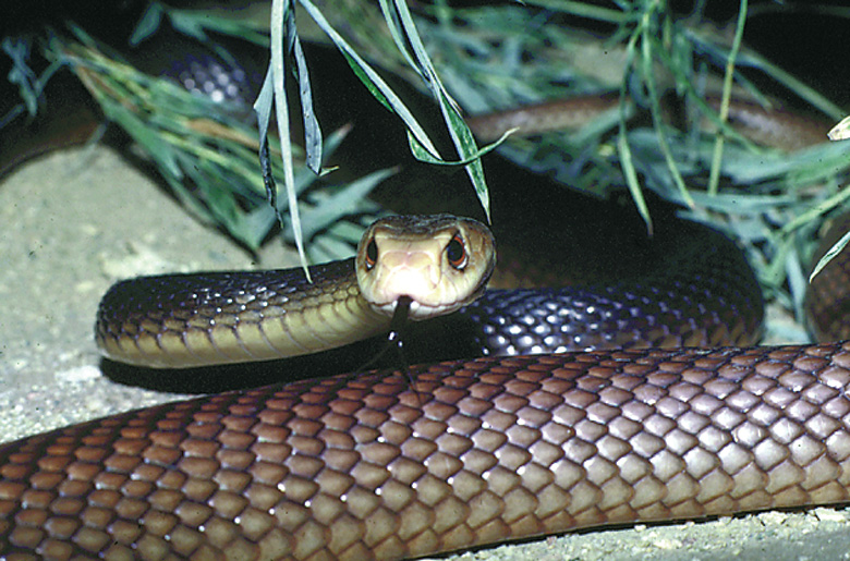 taipan.