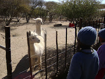 Visiting the zoo in Windhoek.
