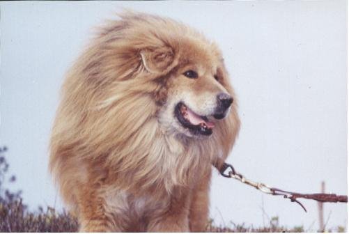 [liondog1.bmp]