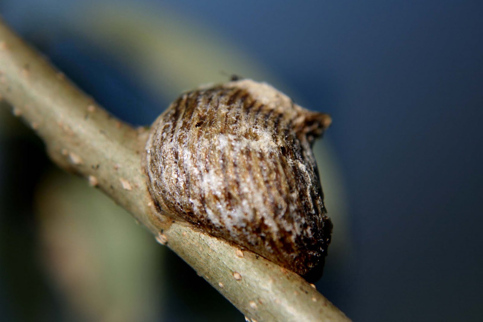 Living with Nature School on Blog by Dr. Abercio V. Rotor "Go forth