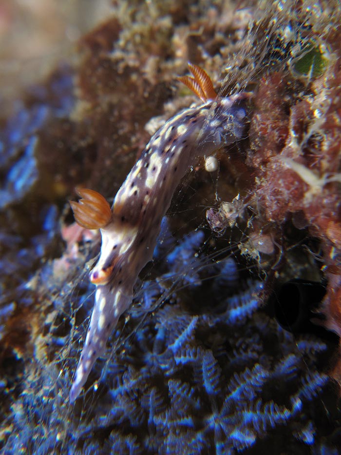 [G_1081.jpg]