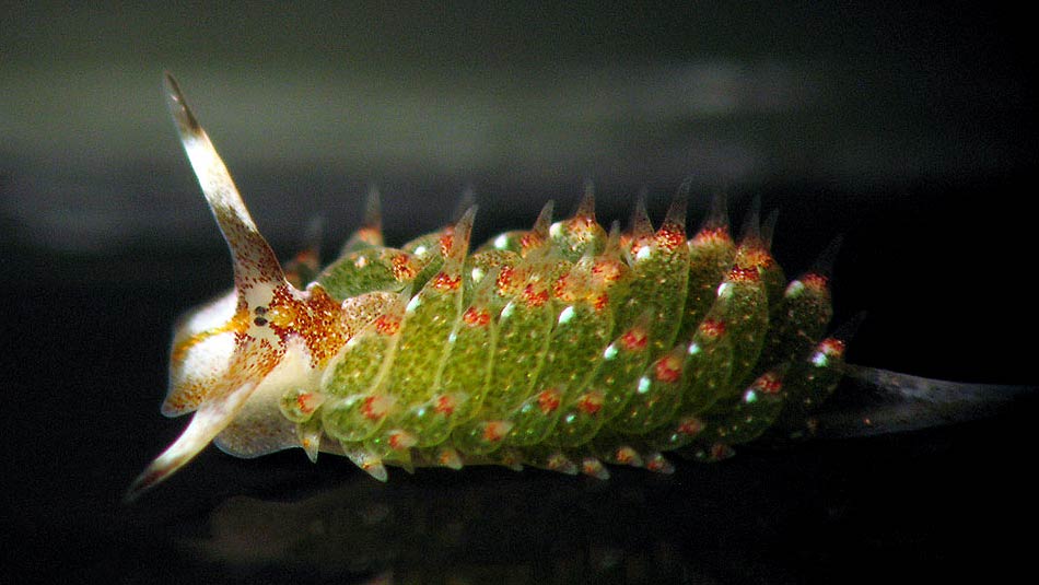 [Flin091w.jpg]