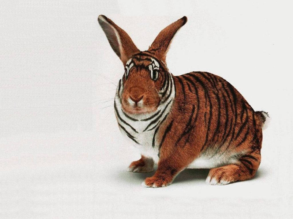 Tiger Rabbit