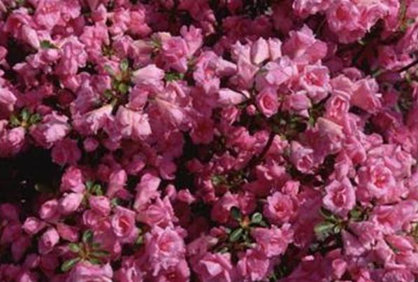 [azalea.jpg]