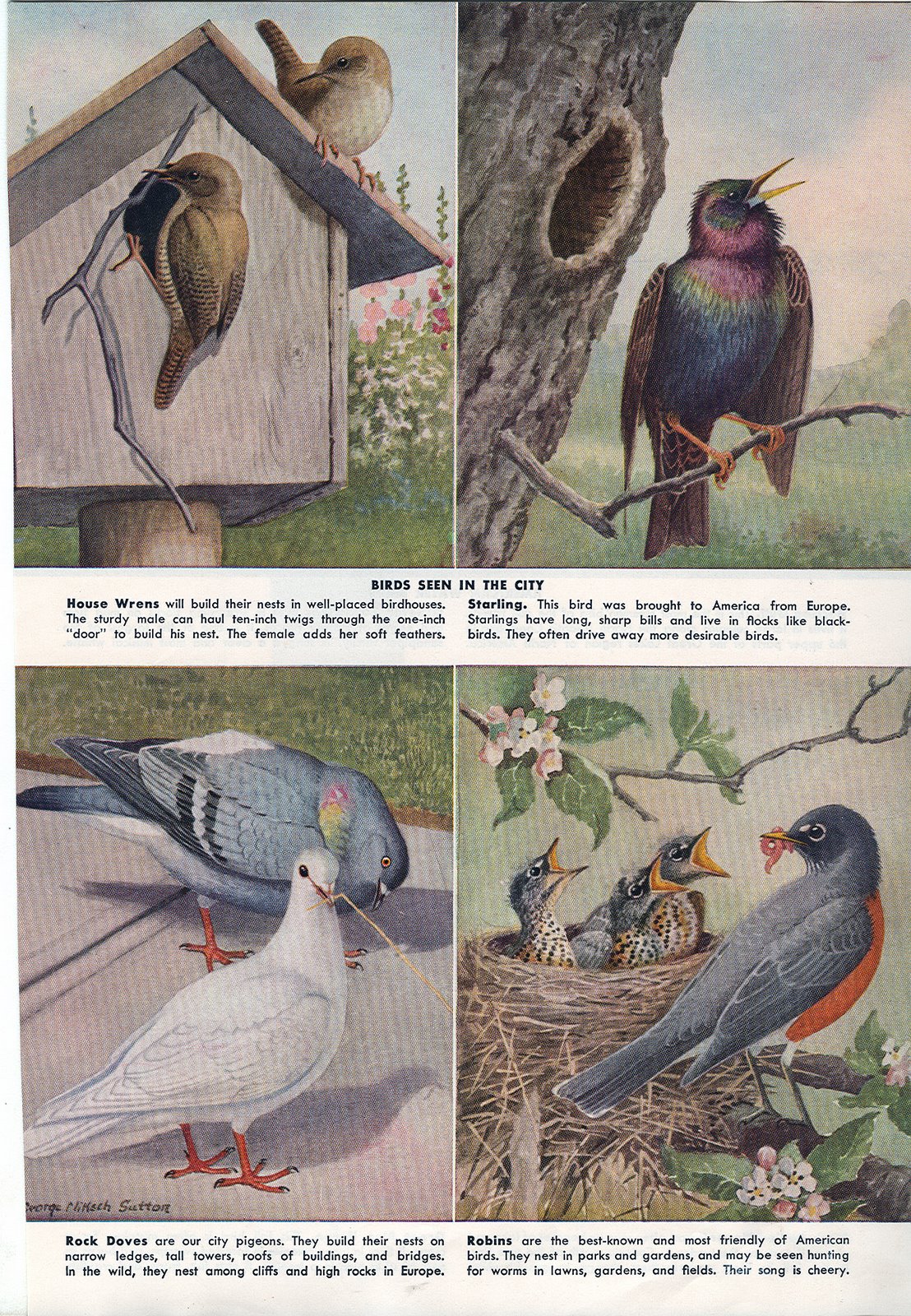[1952+birds.jpg]
