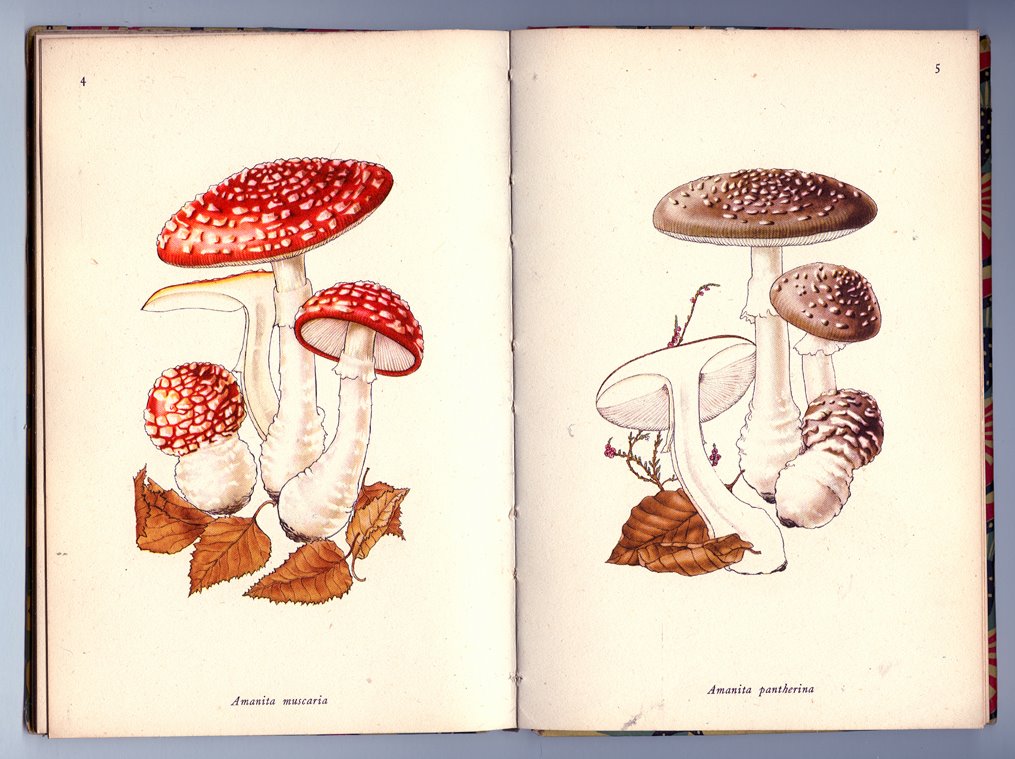[Poisonous+Fungi01.jpg]