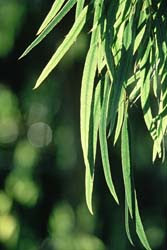 A Saúde pelas ervas: Chá para dor na Bexiga - Receita Natural