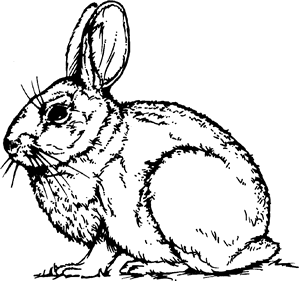 [rabbit.gif]