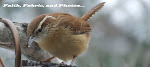 My Nature blog link