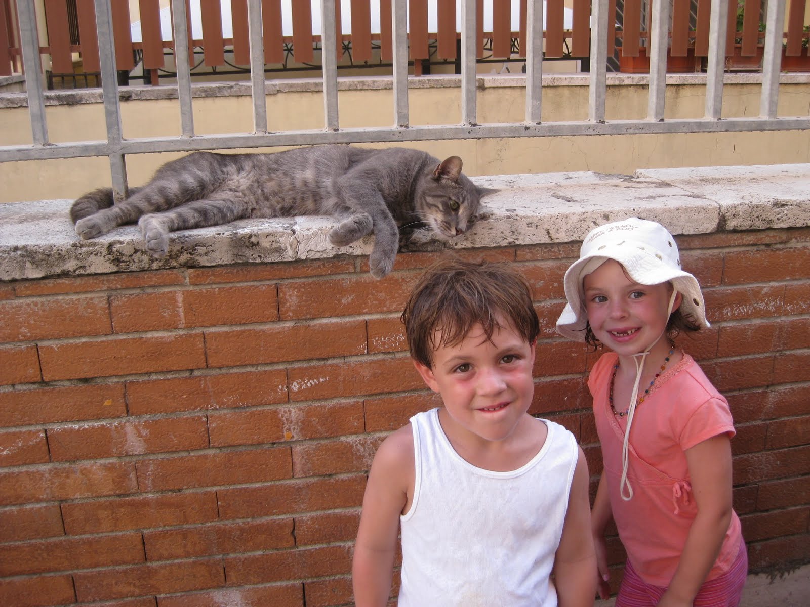 chat senza re