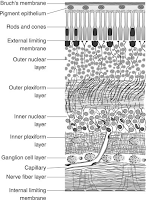 Inner Limiting Membrane
