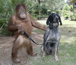 Orangutan And Dog