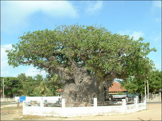 Wiki trend: Arap Yarımadasının En Büyük Gövdeli Ağacı&hellip;.El Garip