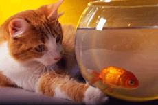 [gato_peixe.jpg]
