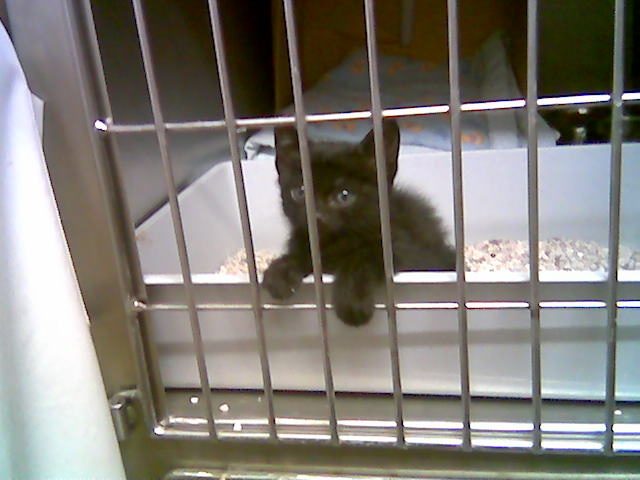 [GatinhaH_Ag2007.jpg]