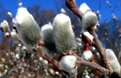 Salix Chaenomeloides