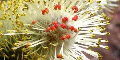 Salix Chaenomeloides