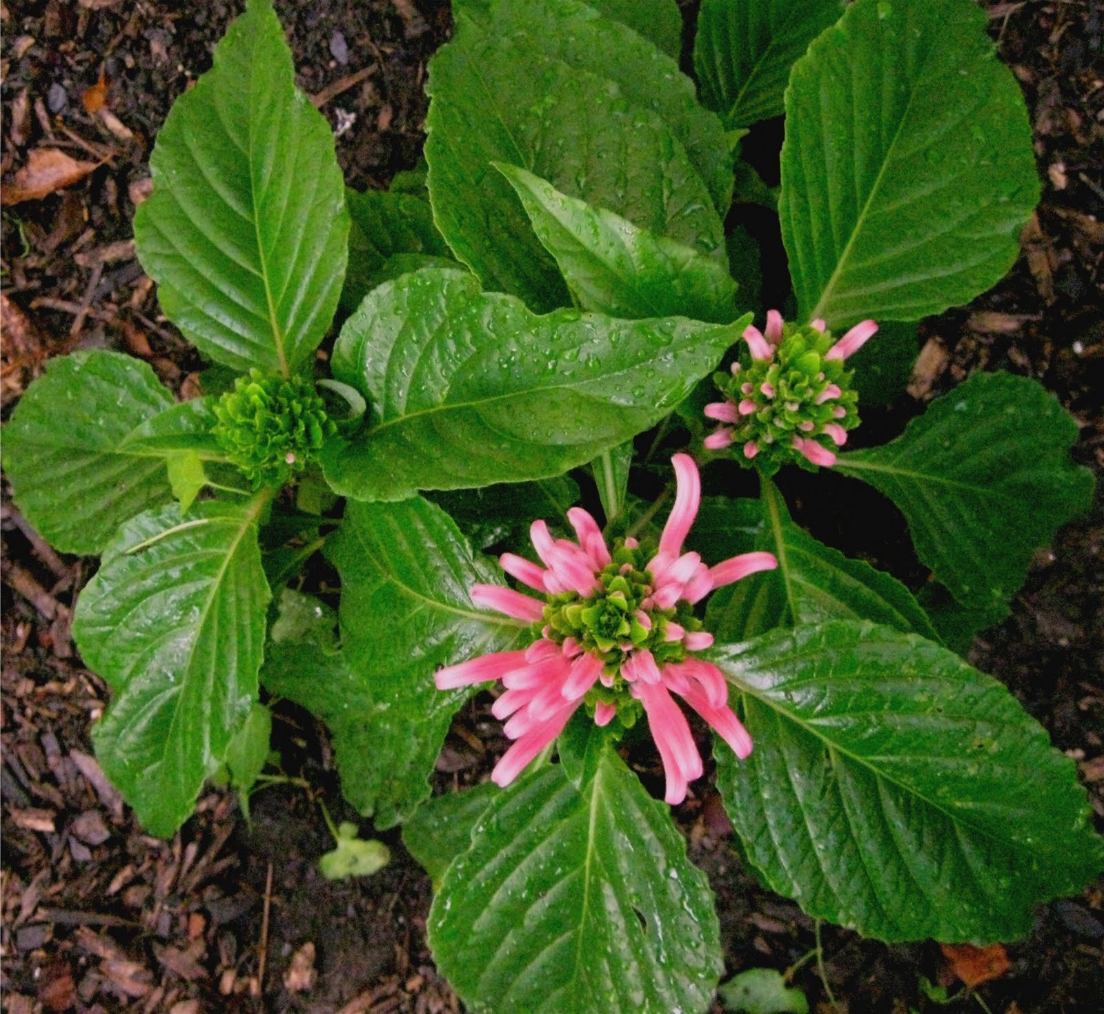 1003 Gardens Justicia carnea flowering, a hardy perennial