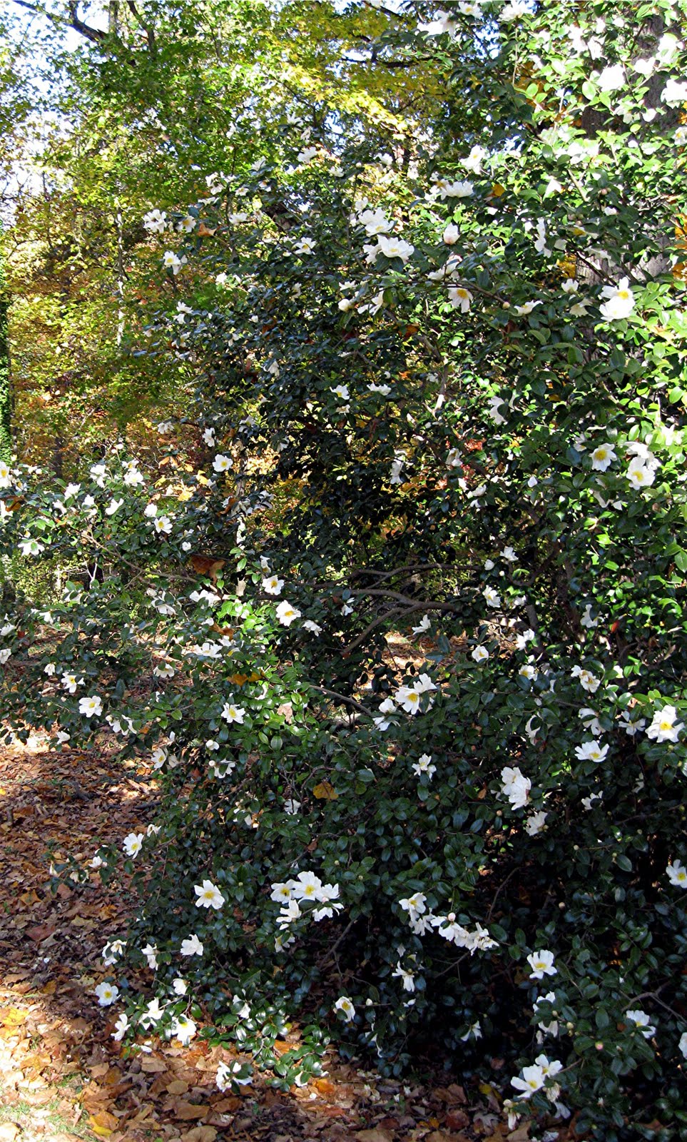 Camellia Oleifera
