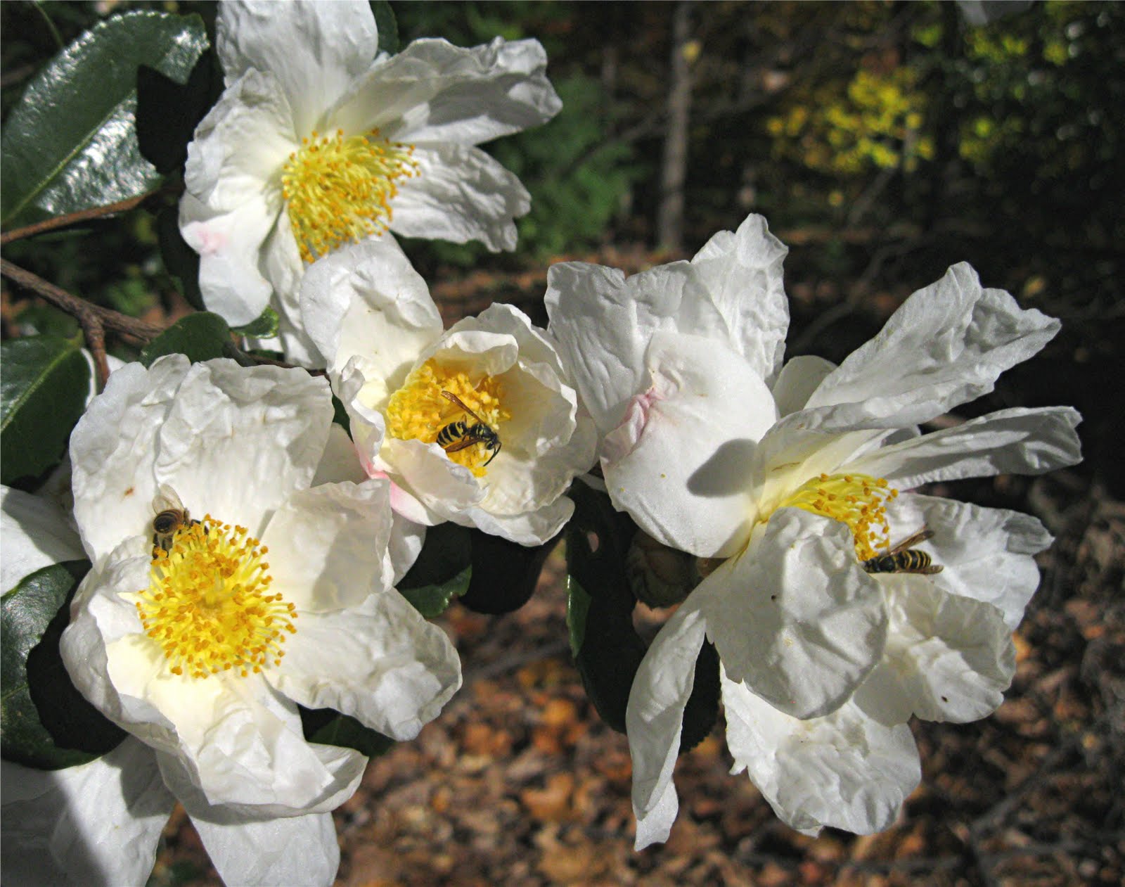 1003 Gardens Camellia oleifera, Tea Oil Camellia, is one of the