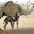 Parábola "Os camelos"