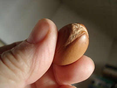 uncrashed argan oil nut
