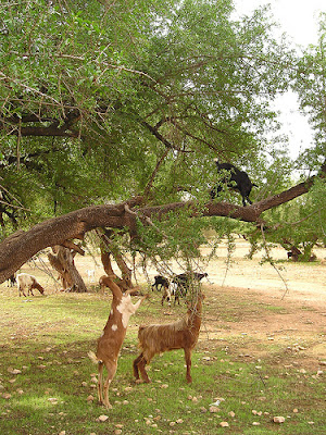 goats climbing and grazing argan oil trees