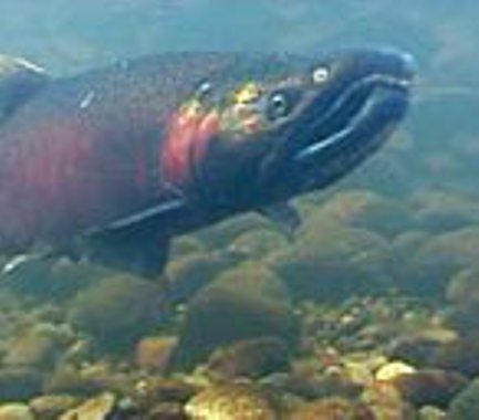 SSCS Chehalis Basin Objective 3: Protect and restore Chehalis River basin natural spawning fish
