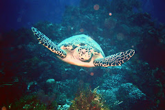 Sea Turtle