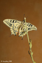 a MARIPOSA