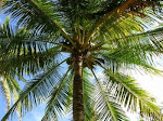 The Coconut - Cocos Nucifera