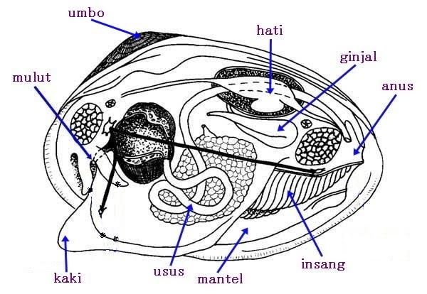 SukaSukaSaya: MOLLUSCA (Hewan Bertubuh Lunak)