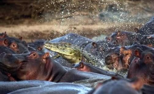 [Crocodile_Hippos_Hippopotomus_Africa_River1.jpg]