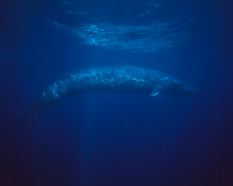 [blue-whale.jpg]