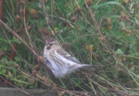 [Common+Redpoll.JPG]
