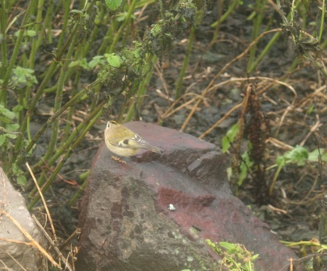[Goldcrest.JPG]