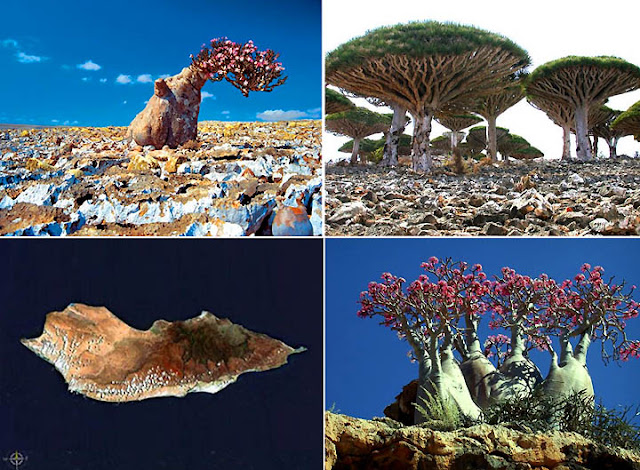 http://3.bp.blogspot.com/_TGwlF3q02_8/TUE8wa2O1PI/AAAAAAAAADw/wT7roOgYzks/s1600/socotra1.jpg