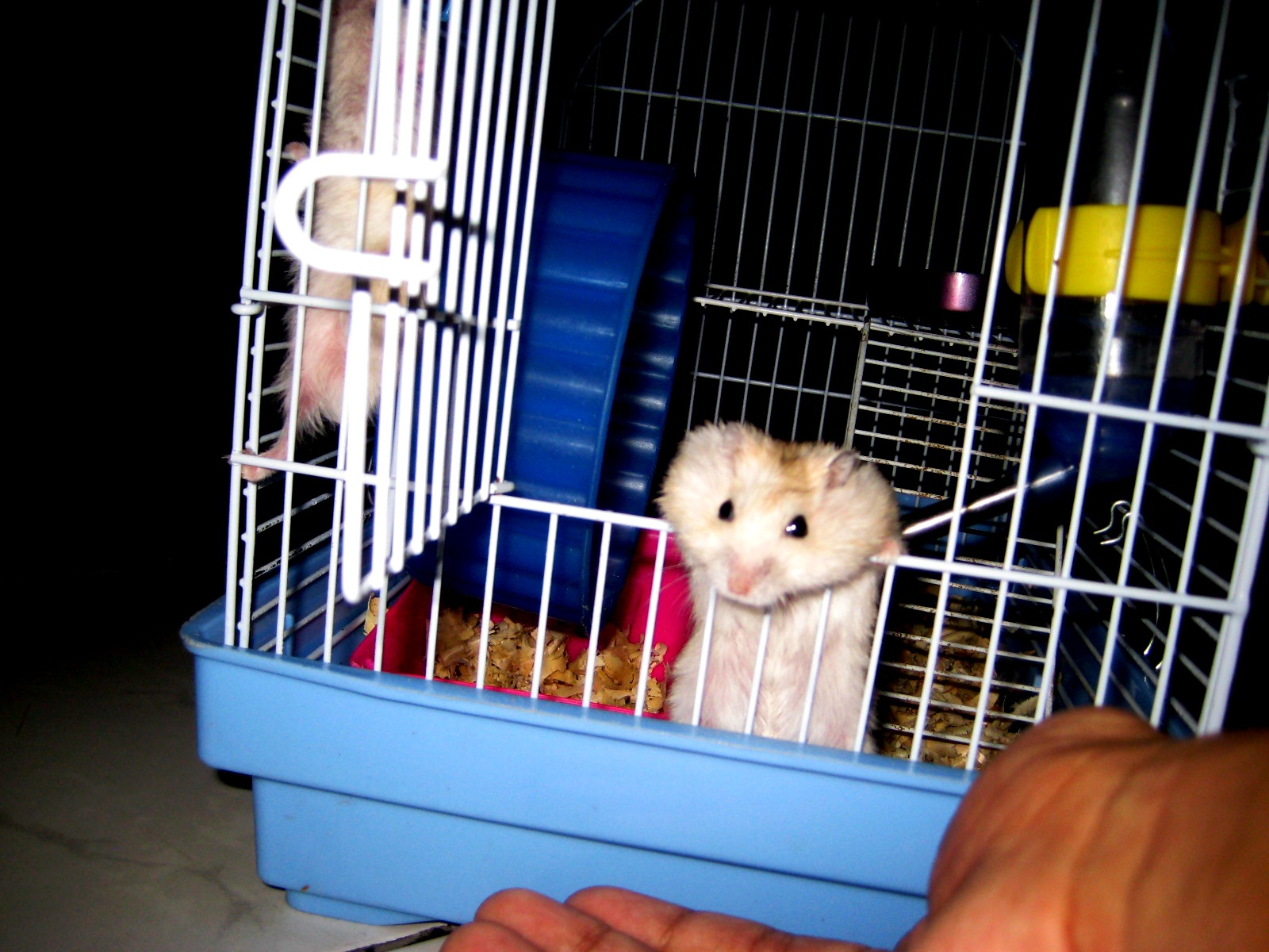 Friendlyhamster Hamst Tia Hamst Tio