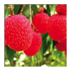 Lychee