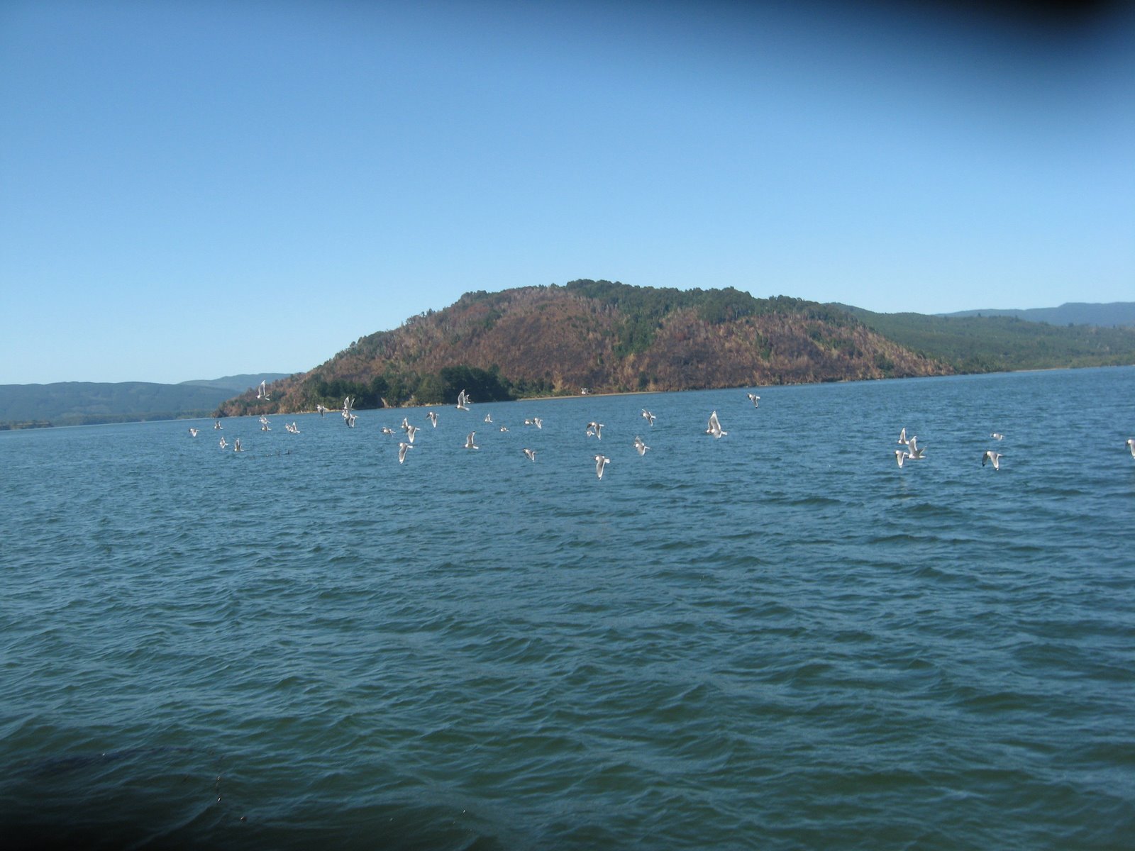 Isla Mancera un paraíso en el sur de CHILE