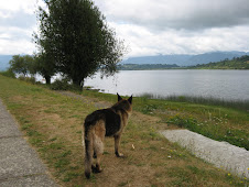 LAGO PANGUIPULLI