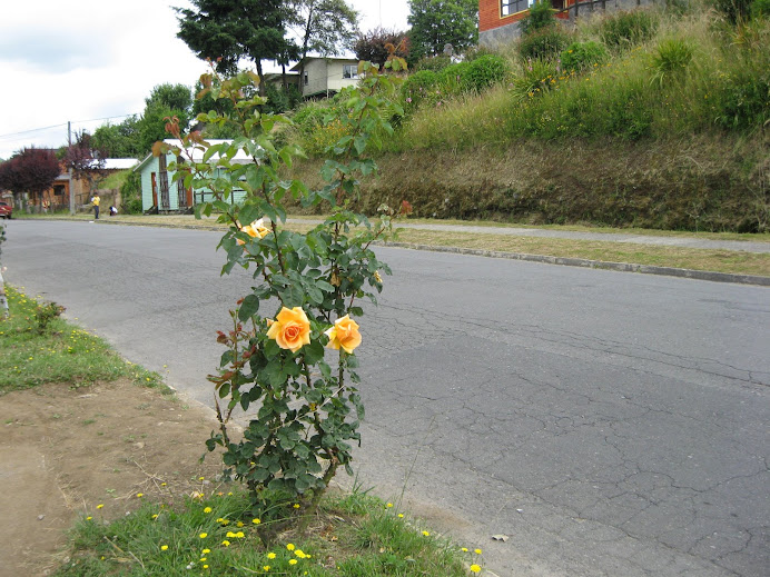 PANGUIPULLI LA CIUDAD DE LAS ROSAS