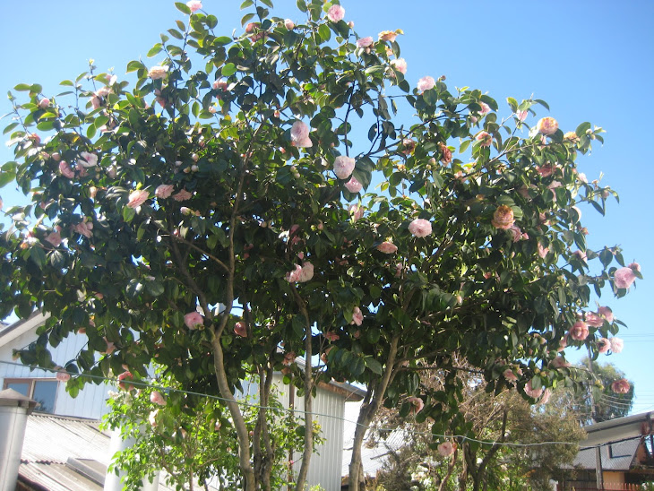 Camelias