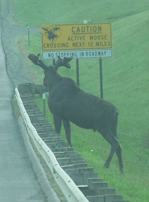 [MooseSign.jpg]