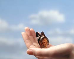 [butterfly1.jpg]
