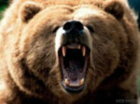 [bear2.jpg]
