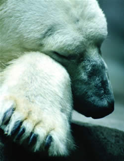 [polar-bear-paw.jpg]