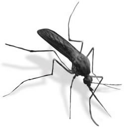 [mosquito.jpg]